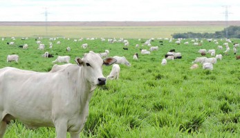 Agropecuária segue gerando empregos. Em 2021 já abriu 185 mil novas vagas de trabalho