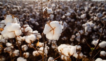 CNA levanta custos de produção em 11 estados