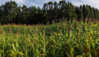 Campo Futuro apresenta impactos da alta dos preços de insumos nas cadeias agrícolas