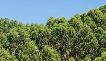 Floresta