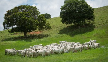 Comissão de Bovinocultura de Corte da CNA discute ações para a cadeia produtiva