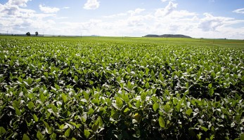 CNA e entidades do setor lançam material sobre plantas daninhas na cultura da soja