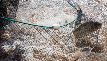 CNA debate ações para a aquicultura em 2023