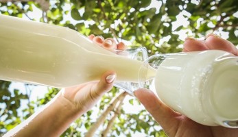 Leite garante sustento no campo e saúde à população