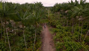 Imagem aérea de uma área florestal cortada por uma estrada de terra